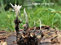 Xylaria carpophila-amf109
